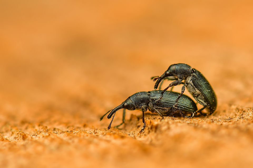 Curculionidae - ormányosbogár-félék