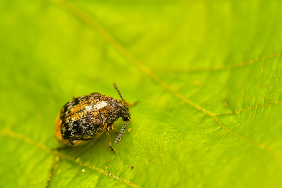 Bruchinae