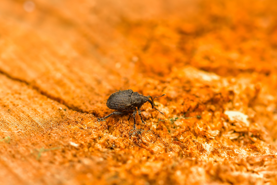 Curculionidae - ormányosbogár-félék