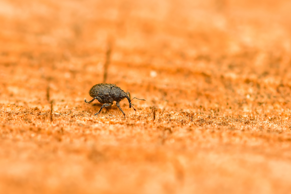 Curculionidae - ormányosbogár-félék