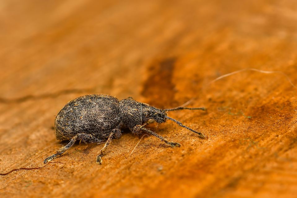 Curculionidae - ormányosbogár-félék
