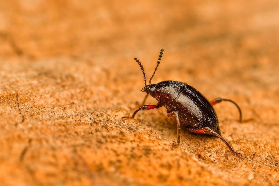 Scaphium immaculatum - görbelábú sajkabogár