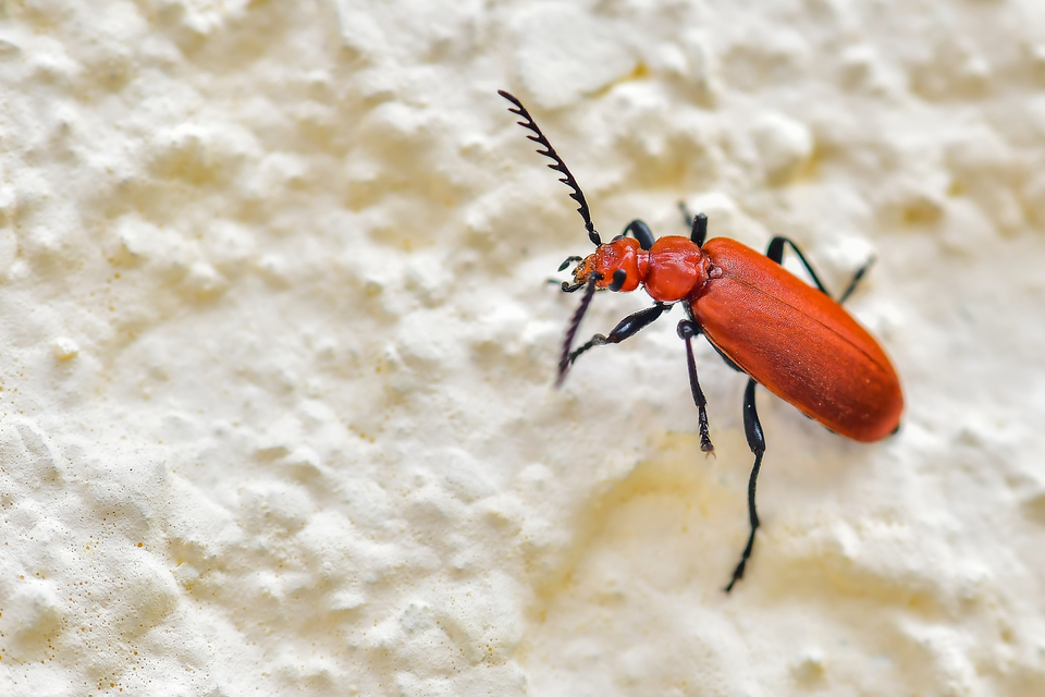 Pyrochroa serraticornis - közép-bíborbogár