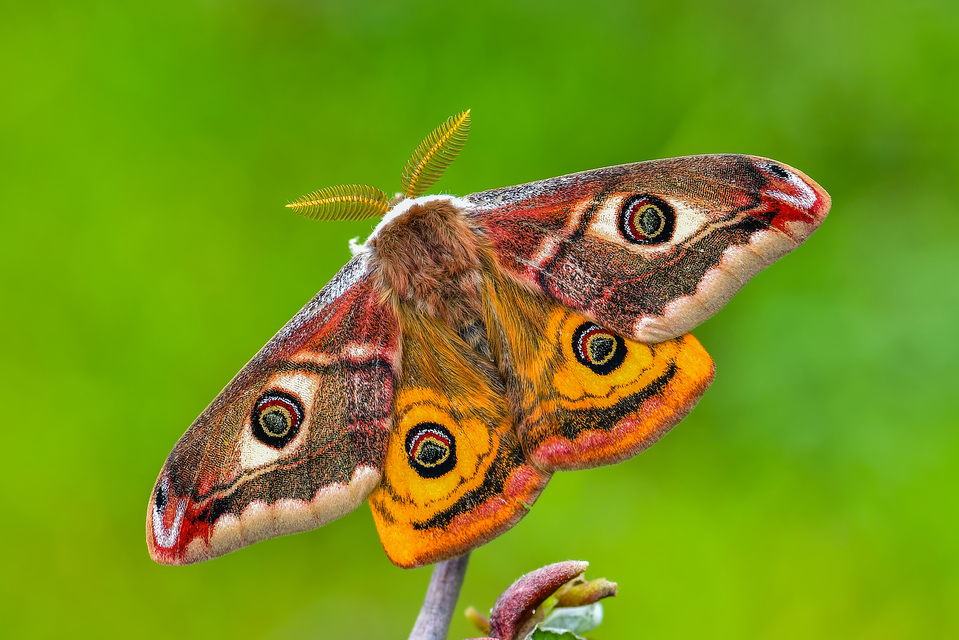 Saturnia pavoniella/pavonia