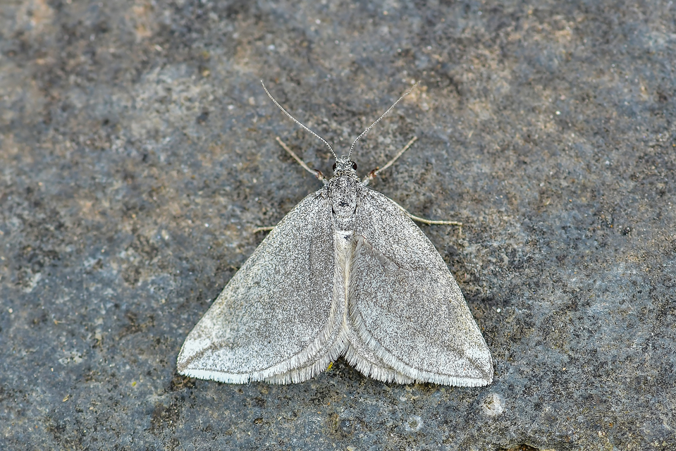 Lithostege griseata - szürke araszoló