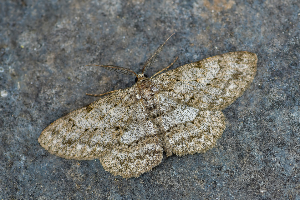Hypomecis punctinalis - pettyes faaraszoló