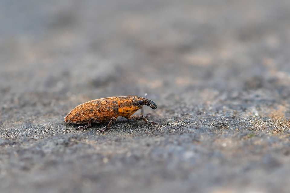 Lixus brevipes - vaskosorrú dudvabarkó