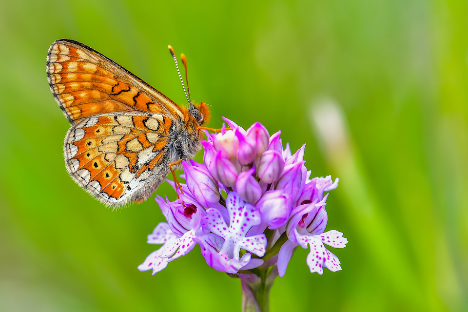 Euphydryas aurinia - lápi tarkalepke