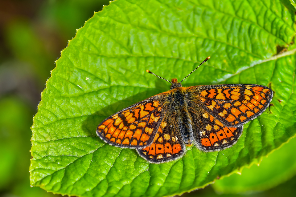 Euphydryas aurinia - lápi tarkalepke