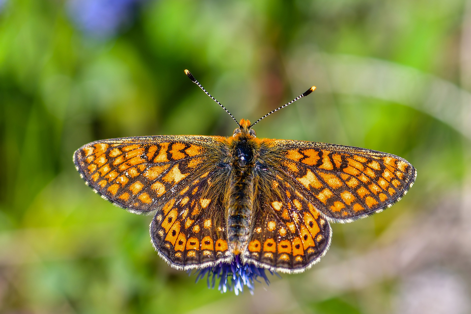 Euphydryas aurinia - lápi tarkalepke