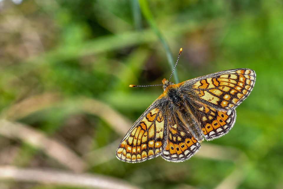Euphydryas aurinia - lápi tarkalepke