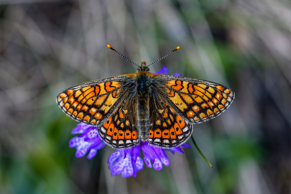 Euphydryas aurinia - lápi tarkalepke