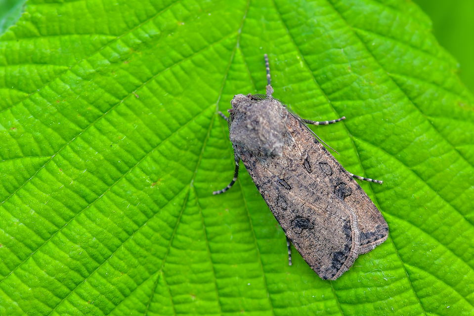 Agrotis segetum - vetési földibagoly