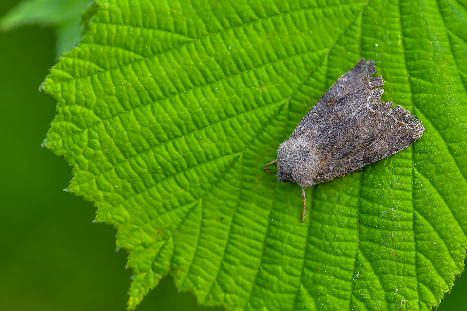 Orthosia incerta - változékony barkabagoly