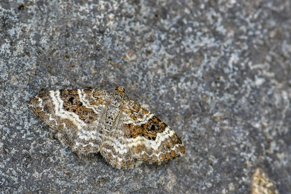 Epirrhoe alternata - galaj-tarkaaraszoló