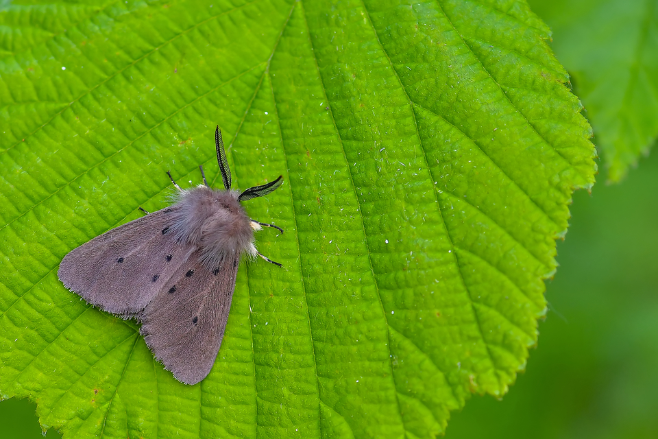 Diaphora mendica - felemás medvelepke