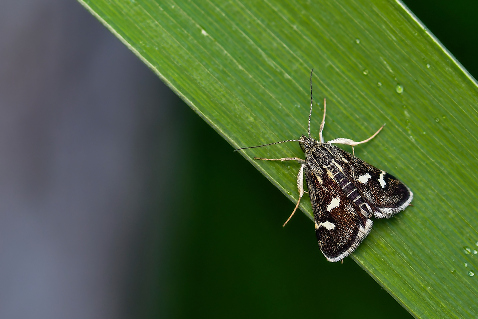 Eurrhypis pollinalis - galajszövő kormosmoly