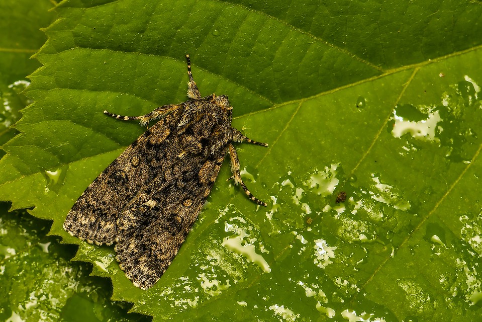 Acronicta rumicis - sóska-szigonyosbagoly