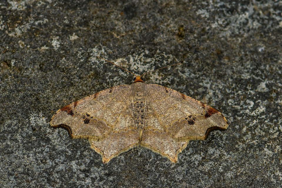 Macaria alternata - közönséges szürkearaszoló