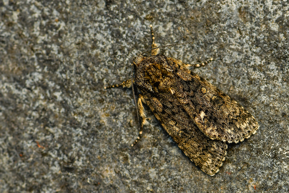 Acronicta rumicis - sóska-szigonyosbagoly
