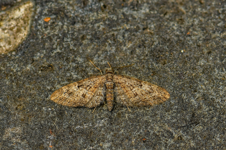 Eupithecia dodoneata - tölgy-törpearaszoló