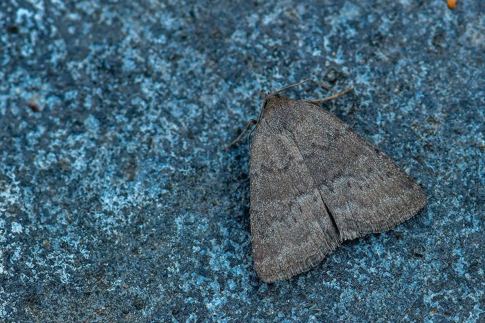 Acosmetia caliginosa - imolabagoly