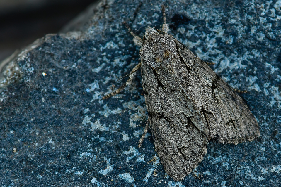 Acronicta cuspis/tridens/psi