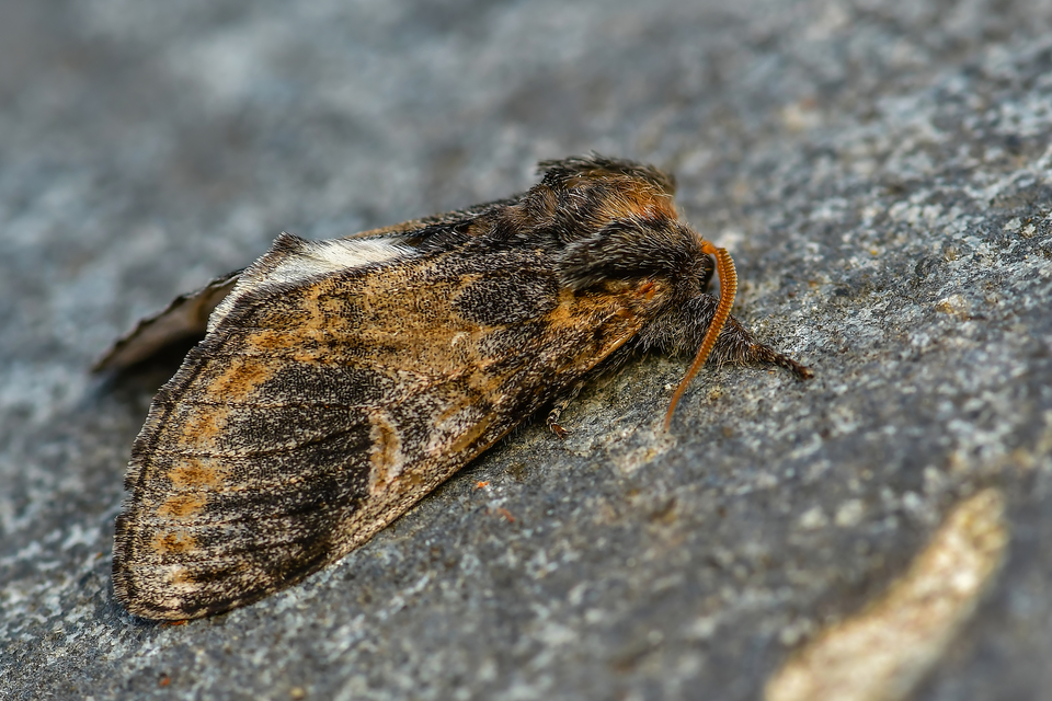 Notodonta tritophus - tarajos púposszövő