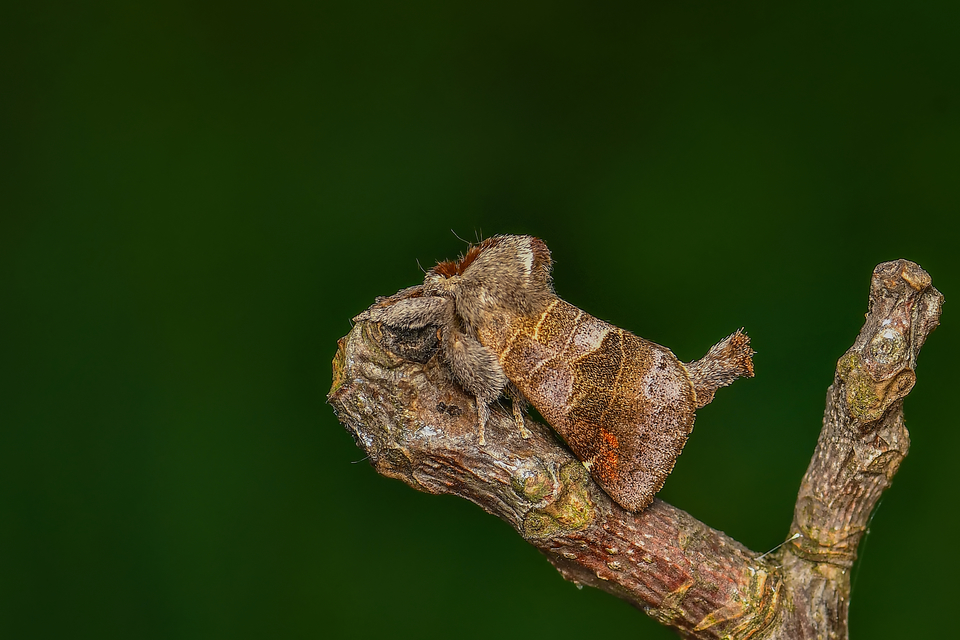 Clostera pigra - apró levélszövő