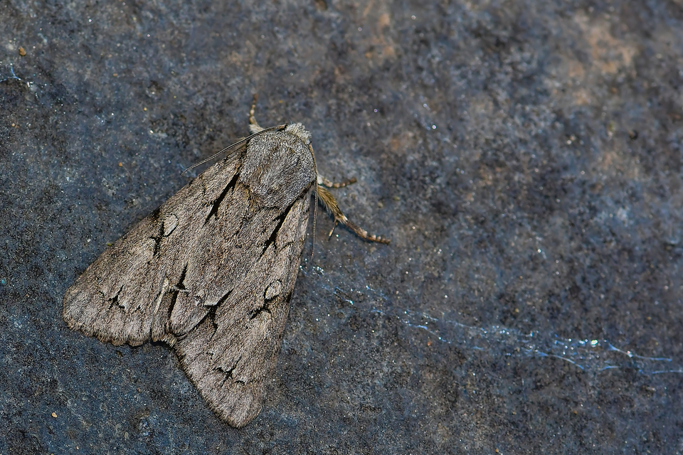 Acronicta cuspis/tridens/psi