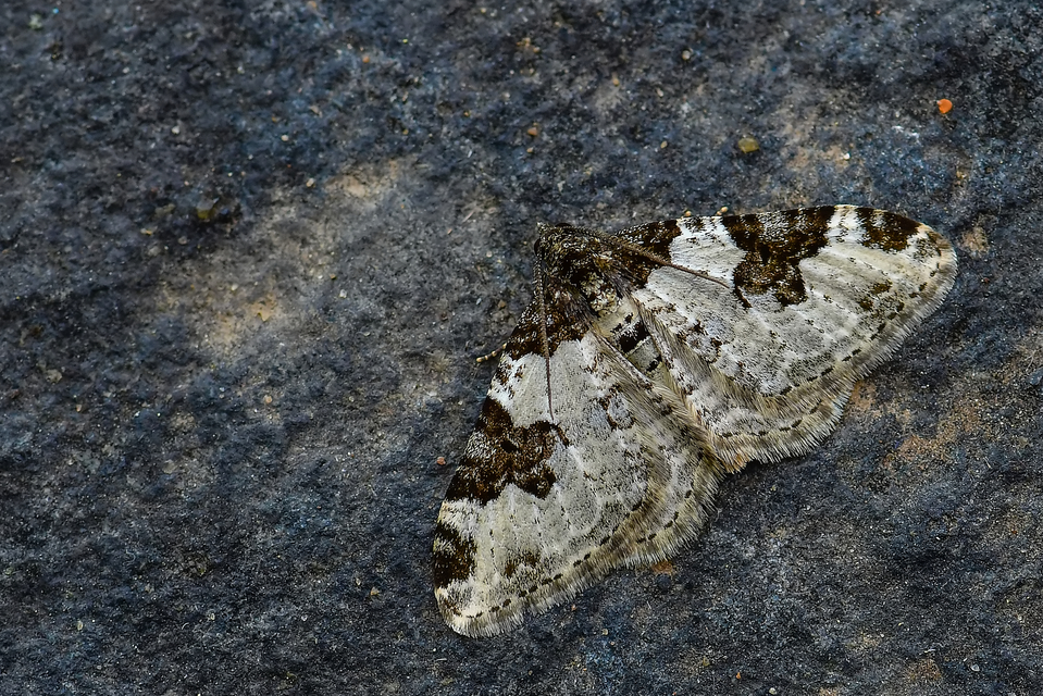 Xanthorhoe fluctuata - közönséges tarkaaraszoló