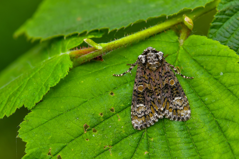 Craniophora ligustri - fagyalbagoly