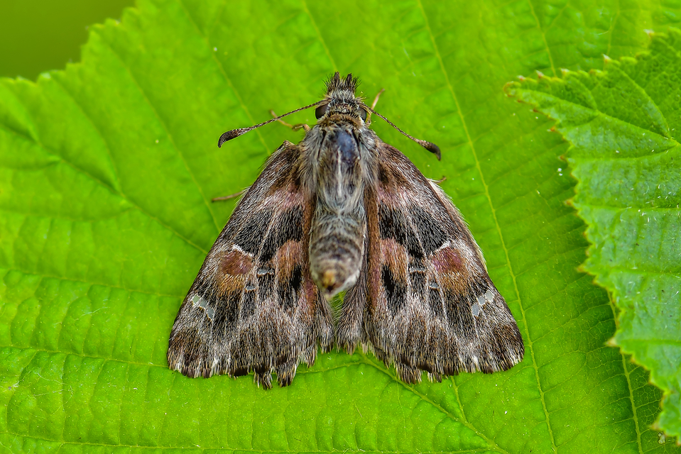 Carcharodus alceae - mályva-busalepke