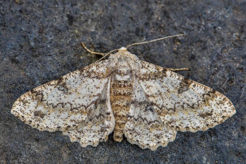 Ascotis selenaria - holdas faaraszoló