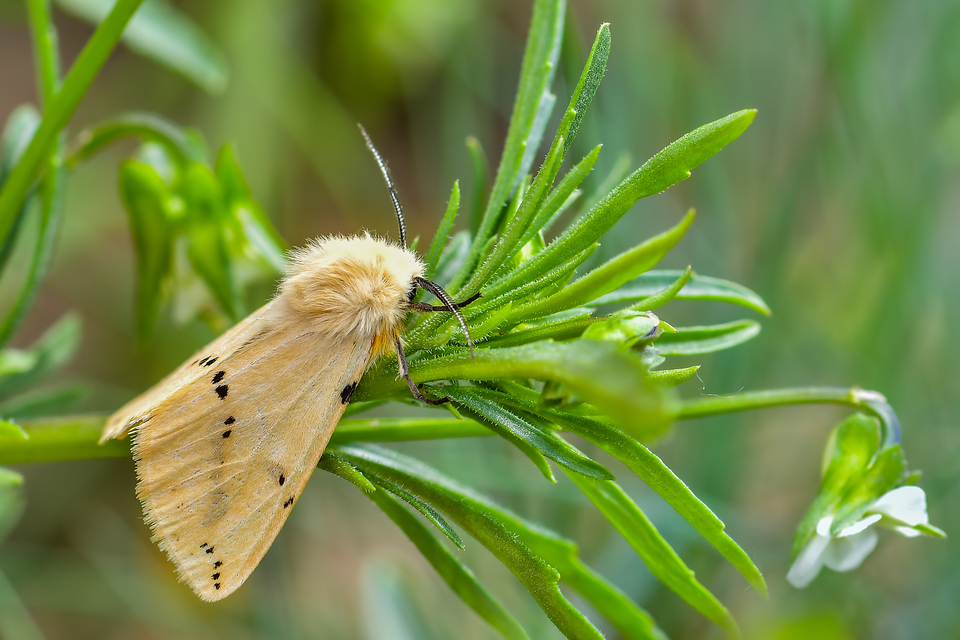 Spilarctia lutea - sárgás medvelepke