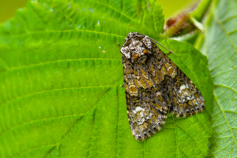 Craniophora ligustri - fagyalbagoly