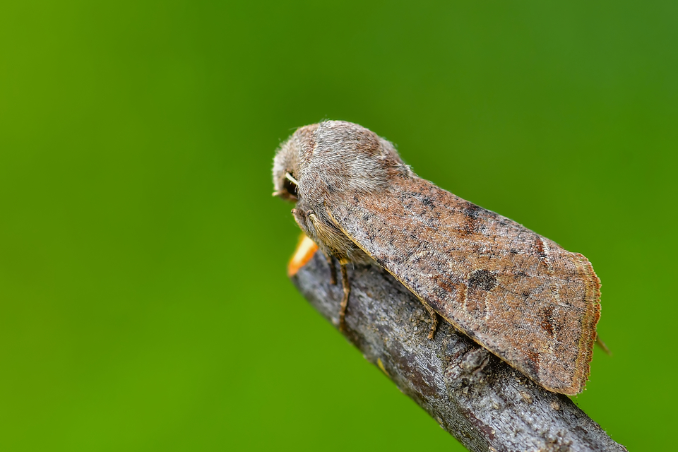 Orthosia incerta - változékony barkabagoly