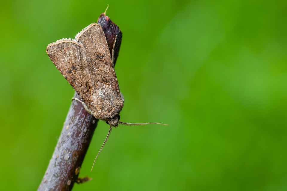 Agrotis segetum - vetési földibagoly