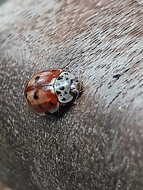 Harmonia quadripunctata - négypettyes katica