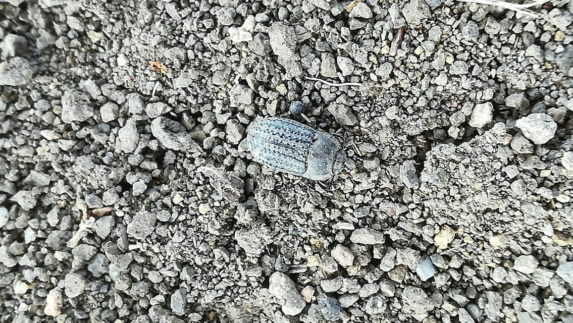 Opatrum sabulosum - sároshátú gyászbogár