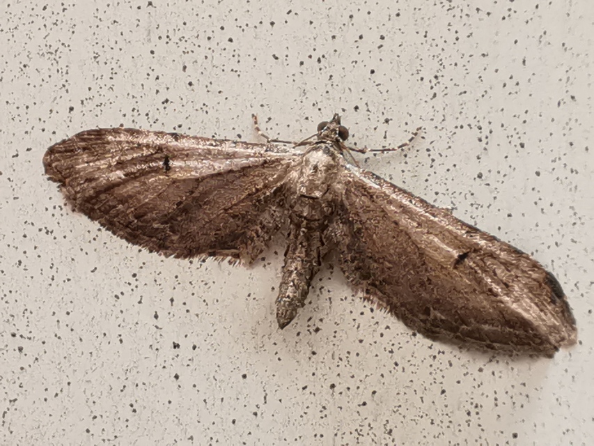 Eupithecia innotata - hegyesszárnyú törpearaszoló