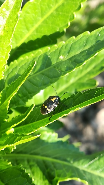 Eurydema oleracea - paréjpoloska Eurydema oleracea - paréjpoloska
