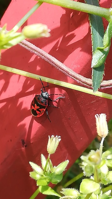 Eurydema ornata - díszespoloska