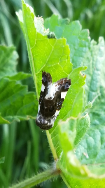 Acontia lucida - fehér nappalibagoly