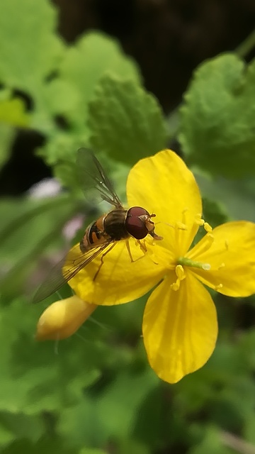 Episyrphus balteatus - ékfoltos zengőlégy