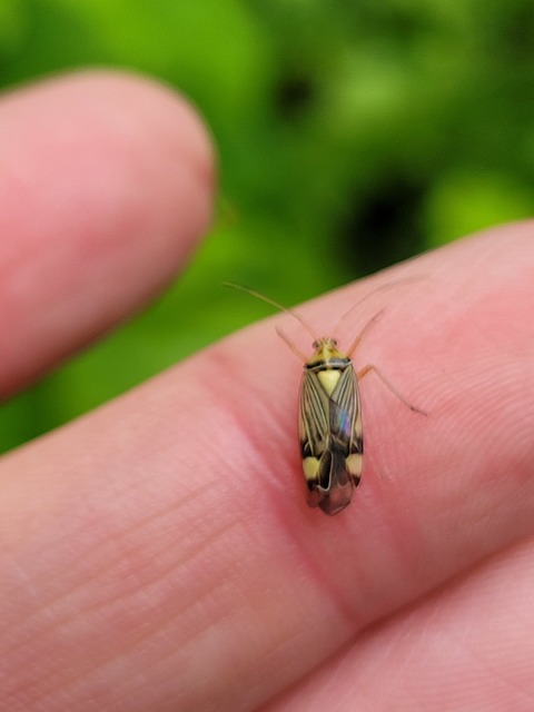 Rhabdomiris striatellus - zebra-mezeipoloska