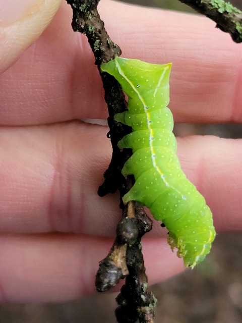 Amphipyra pyramidea - fahéjszínű bagoly