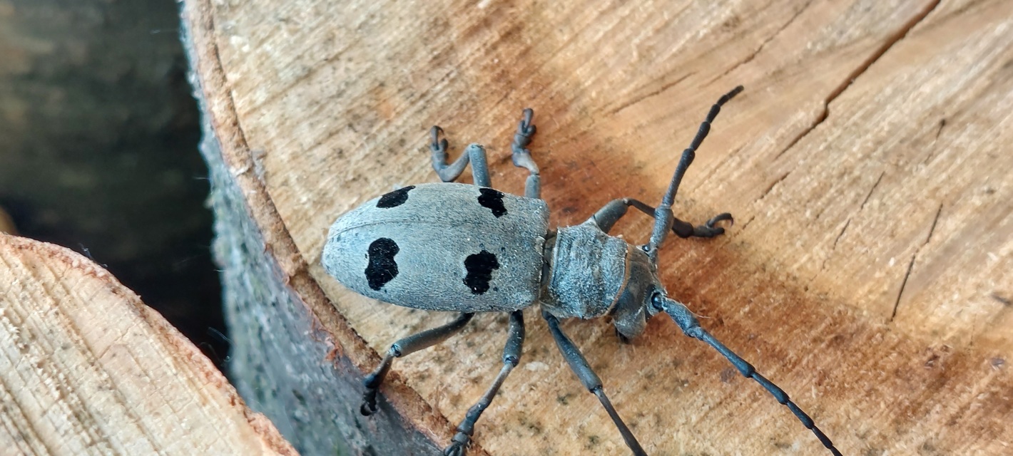 Morimus asper funereus - gyászcincér