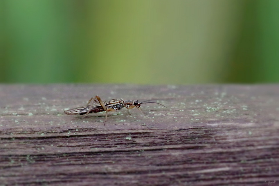 Plecoptera - Álkérészek
