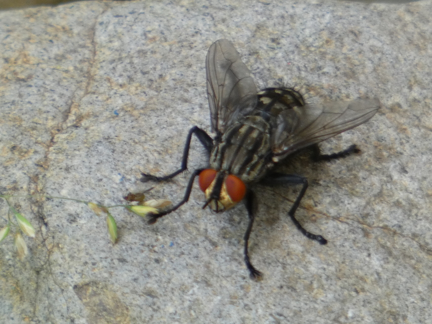 Sarcophagidae - húslégyfélék